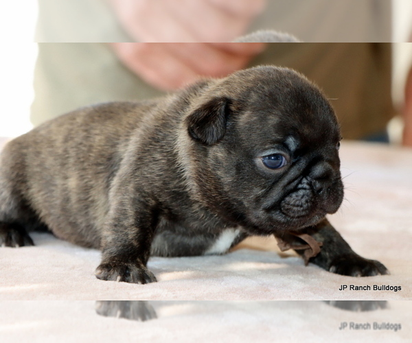 Medium Photo #4 French Bulldog Puppy For Sale in WINNSBORO, TX, USA