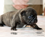 Small #3 French Bulldog