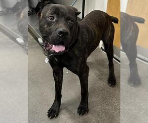 Mutt Dogs for adoption in Forestville, MD, USA
