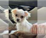 Small Maltese Mix