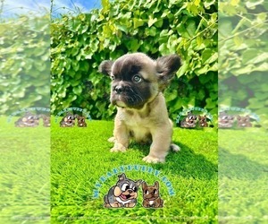 French Bulldog Puppy for sale in SAN DIEGO, CA, USA
