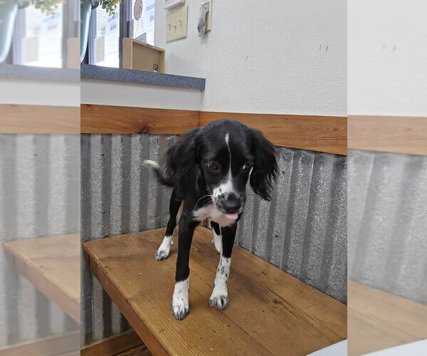 Medium Photo #3 Cocker Spaniel-Unknown Mix Puppy For Sale in New York, NY, USA