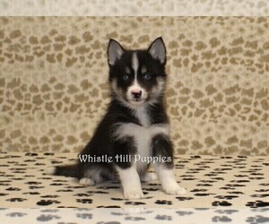 Pomsky Puppy for sale in DENVER, PA, USA