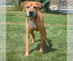 Small #1 Great Dane Mix