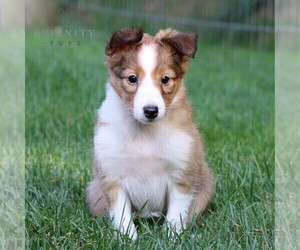 Shetland Sheepdog Puppy for sale in MANHEIM, PA, USA