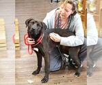 Small #3 Chocolate Labrador retriever-Labrador Retriever Mix