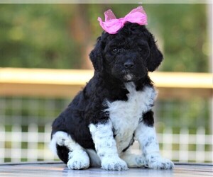 Poodle (Standard) Puppy for sale in LINDEN, TN, USA