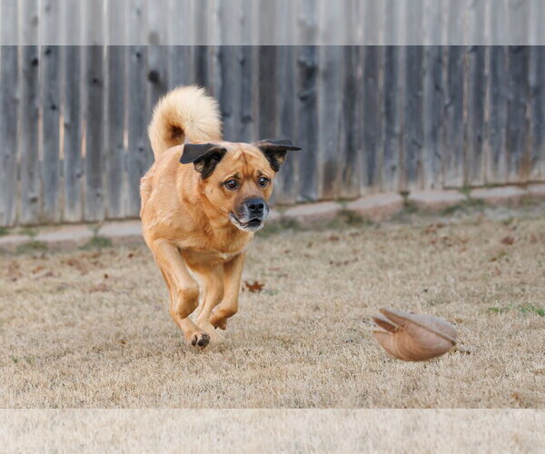 Medium Photo #8 Chow Chow-Golden Retriever Mix Puppy For Sale in McKinney, TX, USA