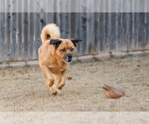 Mason - Male Golden Retriever-Unknown Mix Dog for Adoption - Photo #8