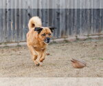 Small #7 Chow Chow-Golden Retriever Mix