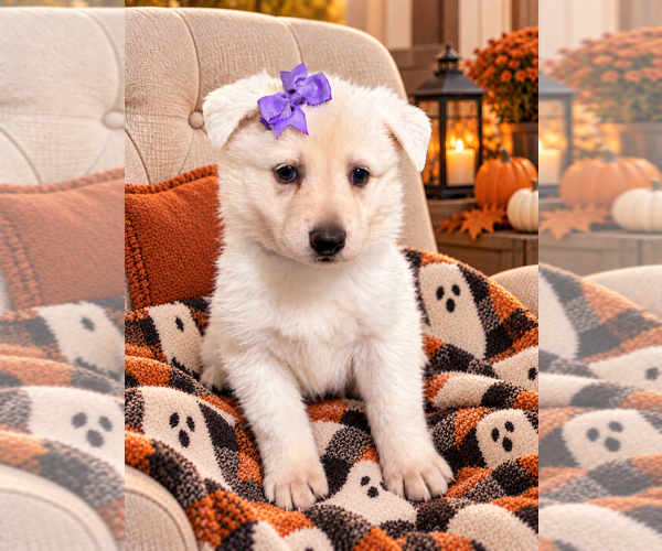 Medium Photo #4 German Shepherd Dog Puppy For Sale in ALACHUA, FL, USA