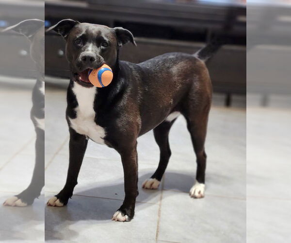 Medium Photo #23 American Staffordshire Terrier-Unknown Mix Puppy For Sale in Rosenberg, TX, USA