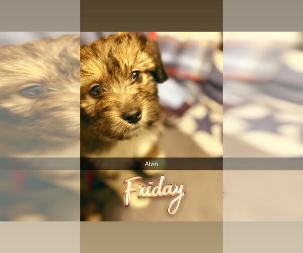 Medium Photo #1 Border Collie-Maltese Mix Puppy For Sale in Aurora, IN, USA