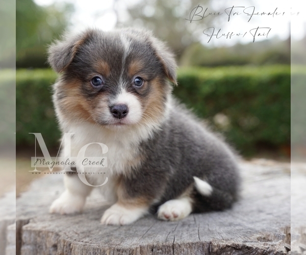 Medium Photo #3 Pembroke Welsh Corgi Puppy For Sale in FLORALA, AL, USA