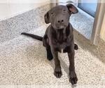 Small #2 German Shepherd Dog Mix
