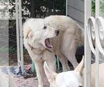 Small Great Pyrenees Mix
