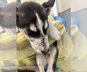 Siberian Husky-Unknown Mix Dogs for adoption in Las Vegas, NV, USA