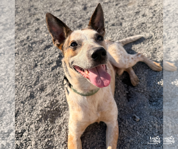 Medium Photo #11 Mutt Puppy For Sale in Washington, DC, USA