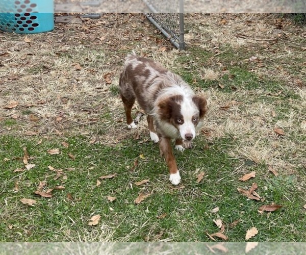 Medium Photo #3 Miniature Australian Shepherd Puppy For Sale in FORT MORGAN, CO, USA