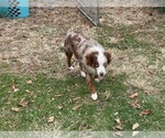 Small #2 Miniature Australian Shepherd
