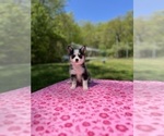 Small Photo #60 Pomsky Puppy For Sale in DRACUT, MA, USA