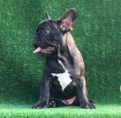 French Bulldog Puppy for sale in FALLON, NV, USA