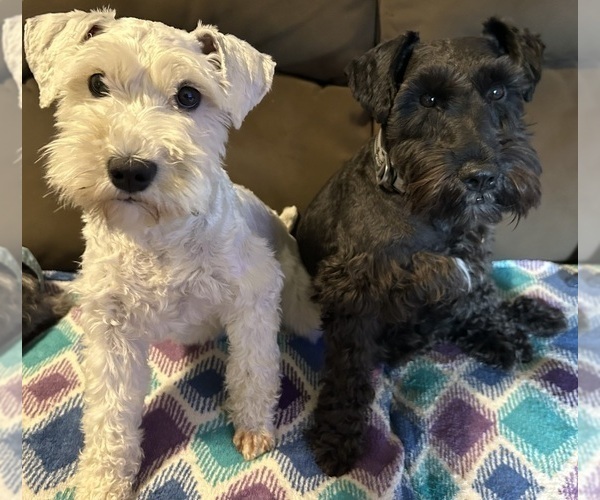 Medium Photo #1 Schnauzer (Miniature) Puppy For Sale in NEWBURGH, IN, USA