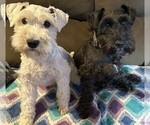 Small Photo #1 Schnauzer (Miniature) Puppy For Sale in NEWBURGH, IN, USA