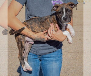 Lyle - Male American Staffordshire Terrier-Boxer Mix Dog for Adoption - Photo #2