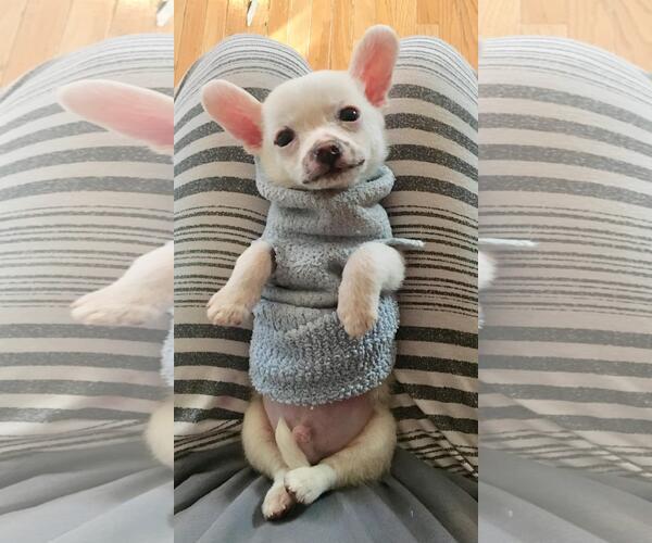 Medium Photo #1 Malchi Puppy For Sale in Plainfield, IL, USA
