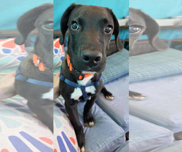 Medium Photo #1 Labrador Retriever-Unknown Mix Puppy For Sale in Doylestown, PA, USA