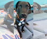 Joe - Male Labrador Retriever-Unknown Mix Dog for Adoption - Small photo