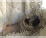 Small Photo #5 Pug Puppy For Sale in SHERMAN OAKS, CA, USA