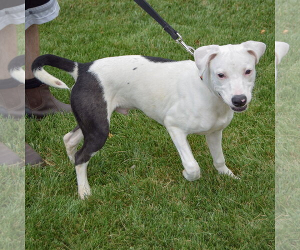 Medium Photo #4 American Staffordshire Terrier-Labrador Retriever Mix Puppy For Sale in Huntley, IL, USA