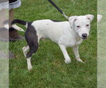 Small #3 American Staffordshire Terrier-Labrador Retriever Mix
