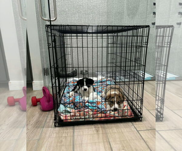 Medium Photo #4 Australian Shepherd-Unknown Mix Puppy For Sale in Grafton, WI, USA