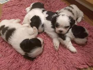 Lhasa Apso Puppy for sale in RALEIGH, NC, USA