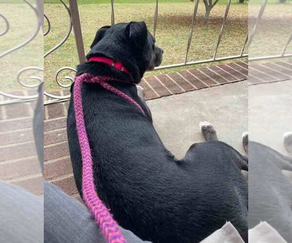 Medium Photo #6 Labrador Retriever-Unknown Mix Puppy For Sale in Kennesaw, GA, USA