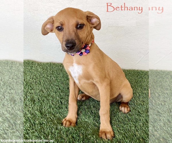 Medium Photo #1 Black Mouth Cur-Labrador Retriever Mix Puppy For Sale in San Diego, CA, USA
