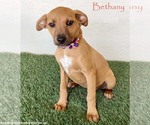 Small Black Mouth Cur-Labrador Retriever Mix
