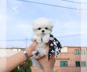 Maltese Puppy for sale in CLERMONT, FL, USA