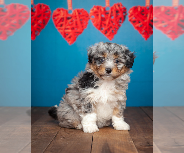 View Ad Australian ShepherdPoodle (Miniature) Mix Puppy for Sale near