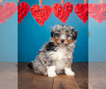 Small Photo #1 Aussiedoodle Miniature  Puppy For Sale in ADDISON, MI, USA