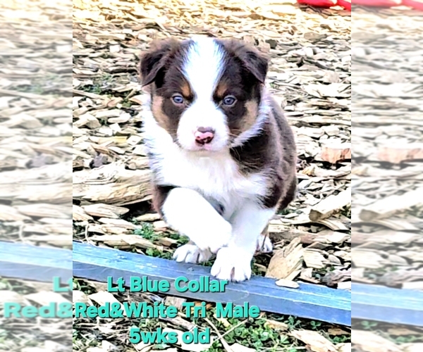 Medium Photo #3 Border Collie Puppy For Sale in BYBEE, TN, USA