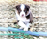 Small #2 Border Collie