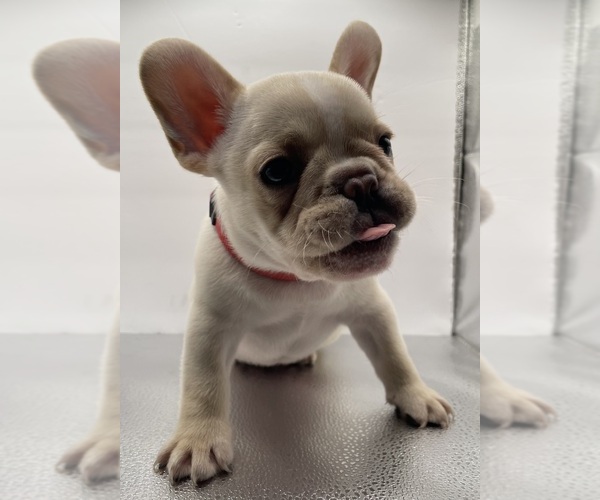 Medium Photo #6 French Bulldog Puppy For Sale in CLEARWATER, FL, USA