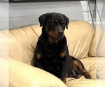 Small Photo #1 Rottweiler Puppy For Sale in BRIGHTON, CO, USA