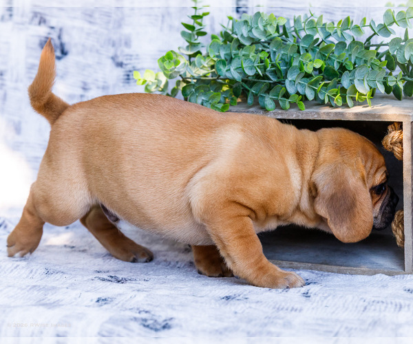 Medium Photo #4 Puggle Puppy For Sale in WAKARUSA, IN, USA