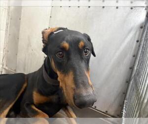 Doberman Pinscher Dogs for adoption in San Bernardino, CA, USA