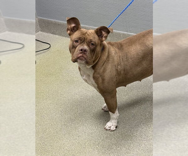 Medium Photo #1 Bulldog-Unknown Mix Puppy For Sale in Las Vegas, NV, USA
